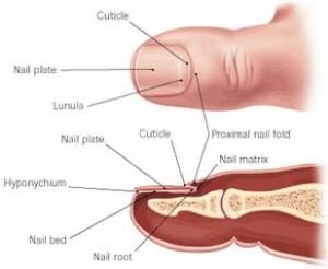 anatomy toenail 300x246 large